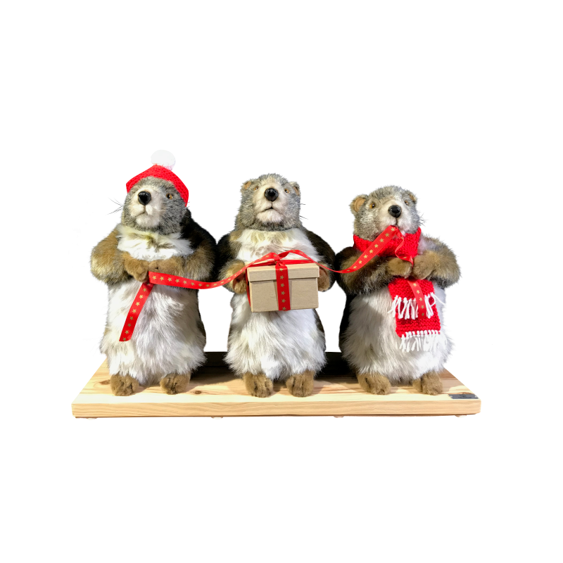TROIS MARMOTTES DE NOËL