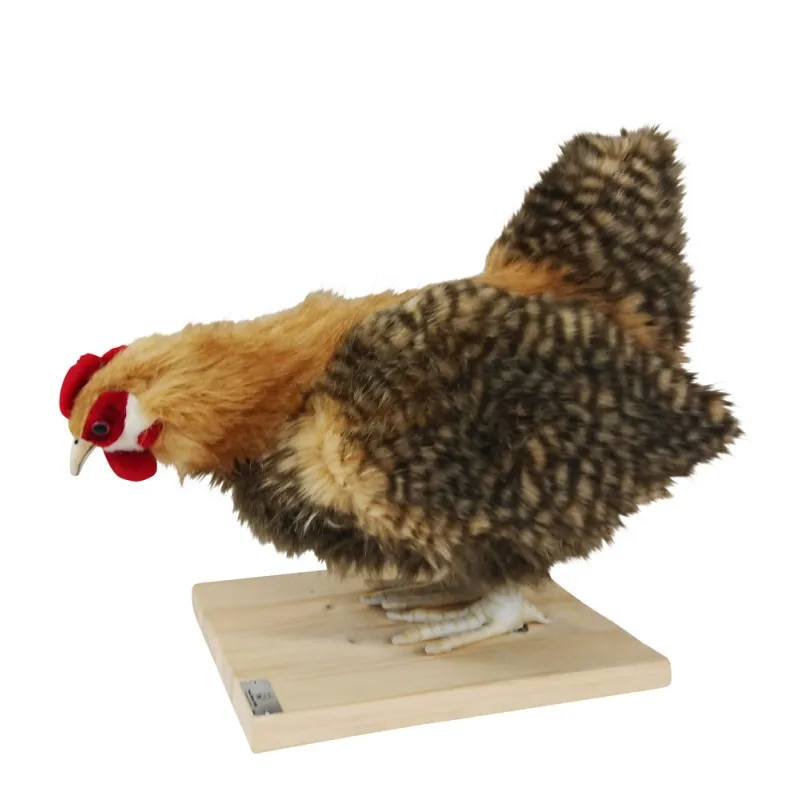 [19620L] POULE BEIGE QUI PICORE