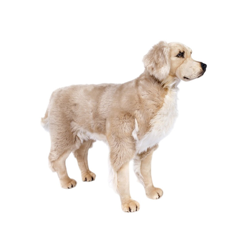 [15527] CHIEN GOLDEN QUATRE PATTES