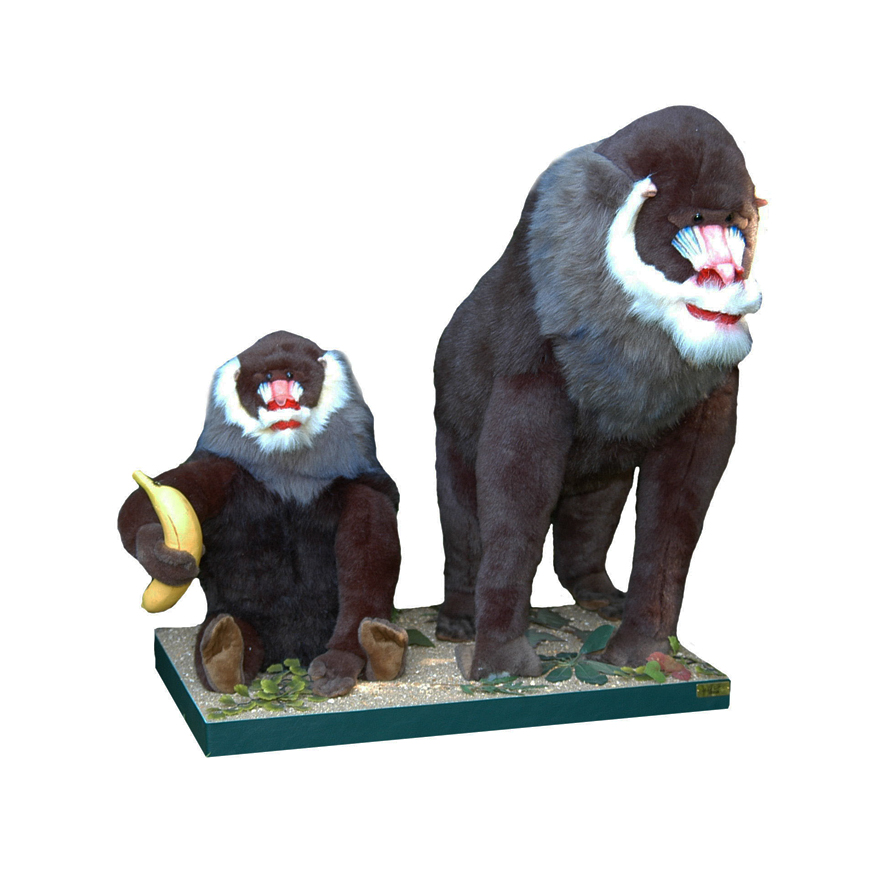 SINGE MANDRILL PAR 2