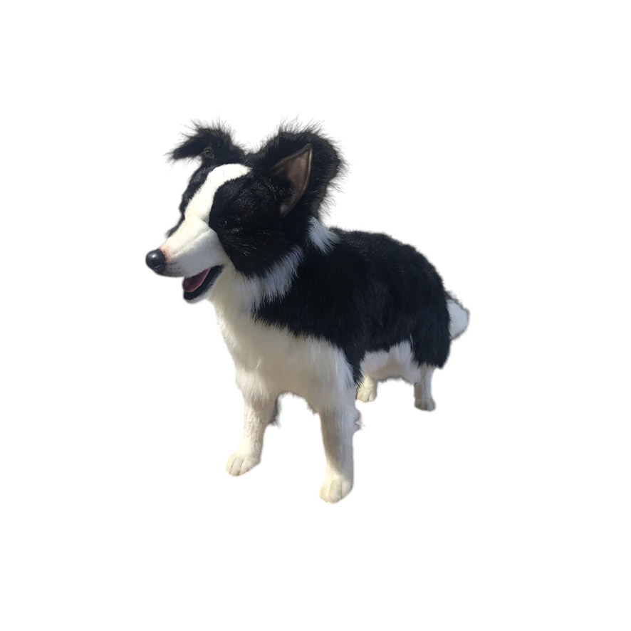 [22724] CHIEN BORDER COLLIE "RUDY"