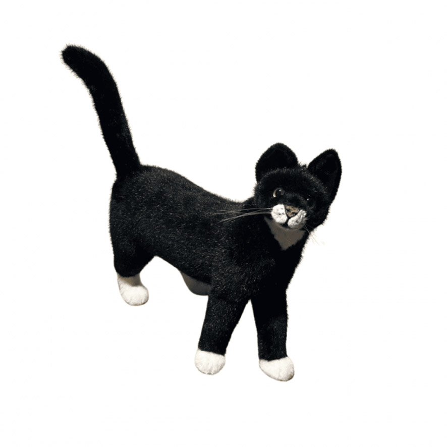[25809] CHAT NOIR AUX PATTES BLANCHES