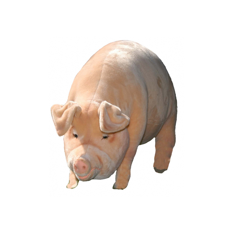 PIG