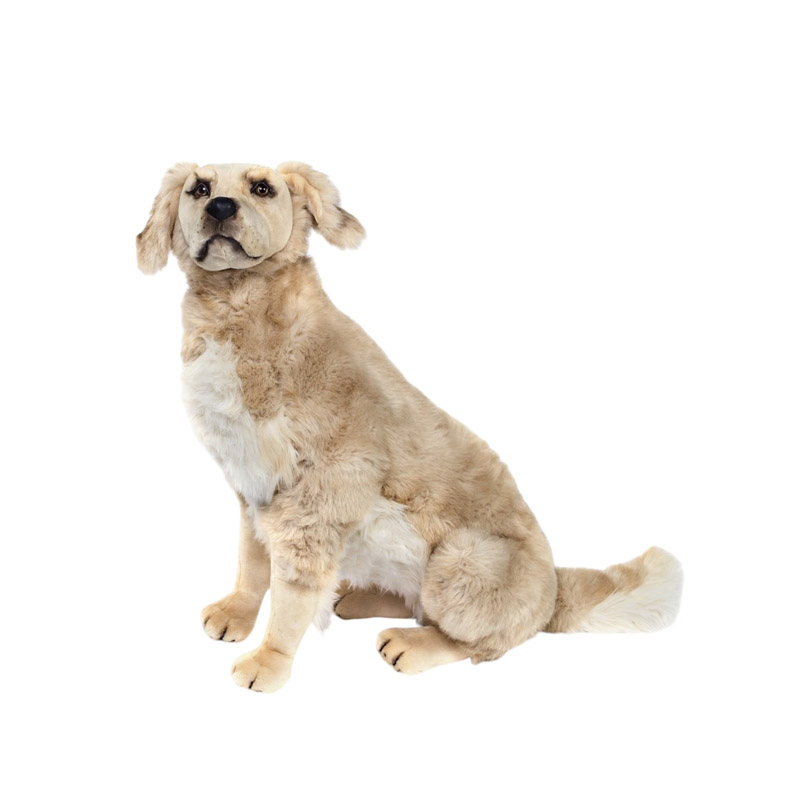 [15526L] CHIEN GOLDEN ASSIS